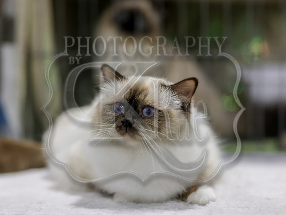 CatShowSat-0619
