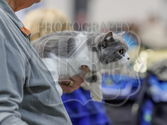 CatShowSat-0776