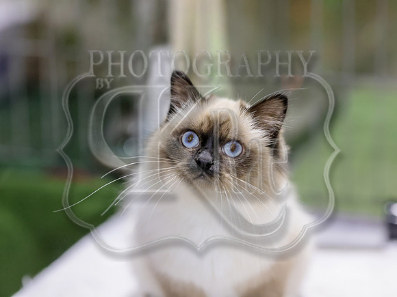 CatShowSat-0456