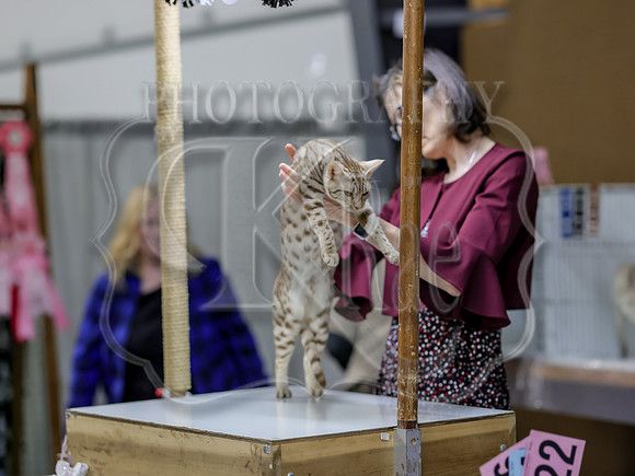 CatShowSat-0714