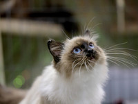 CatShowSat-0301