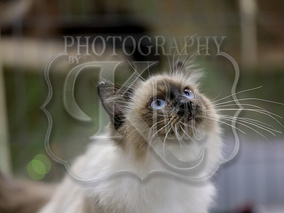 CatShowSat-0301