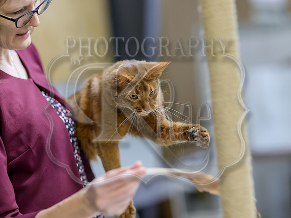 CatShowSat-0931