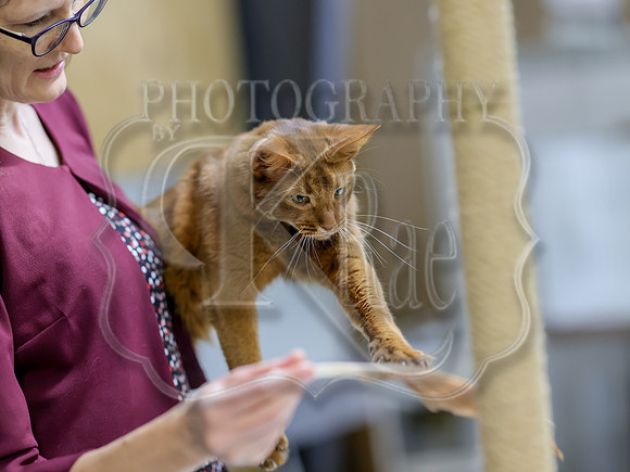 CatShowSat-0928