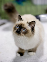 CatShowSat-0401