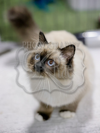 CatShowSat-0401