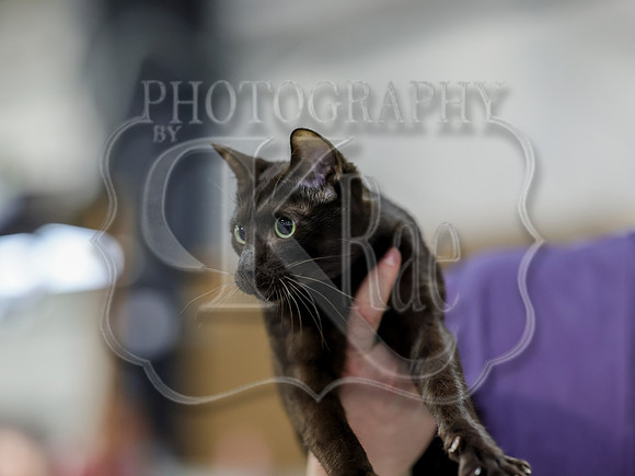 CatShowSat-0717