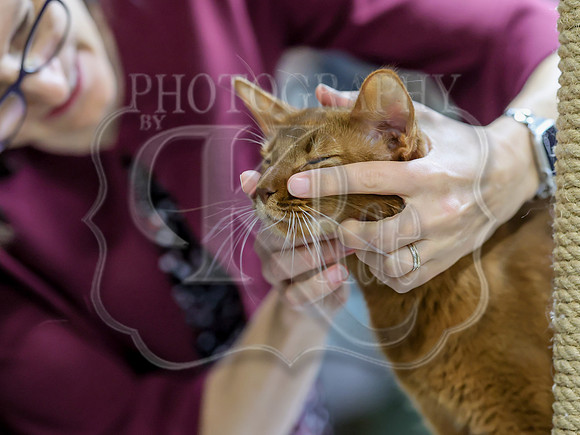 CatShowSat-0900