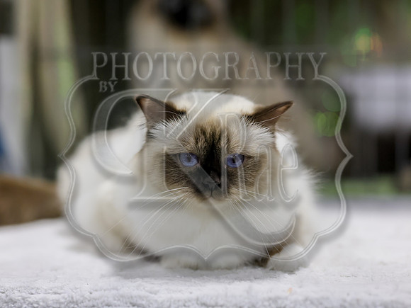 CatShowSat-0622