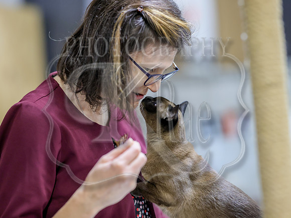 CatShowSat-0848