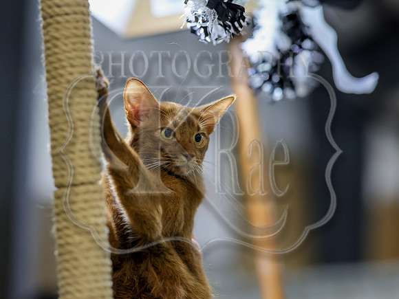 CatShowSat-0884