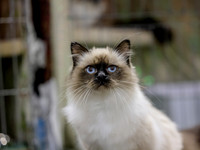 CatShowSat-0311