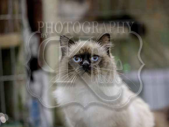 CatShowSat-0311
