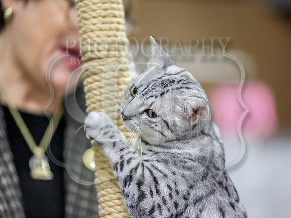CatShowSun-0057