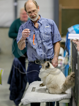 CatShowSat-0948
