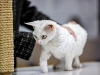 CatShowSun-0019