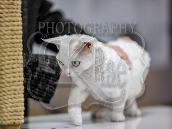 CatShowSun-0019