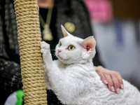 CatShowSun-0025