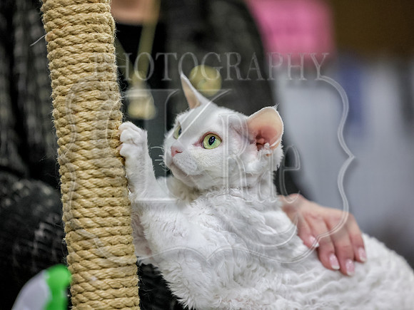 CatShowSun-0025