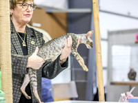 CatShowSun-0009