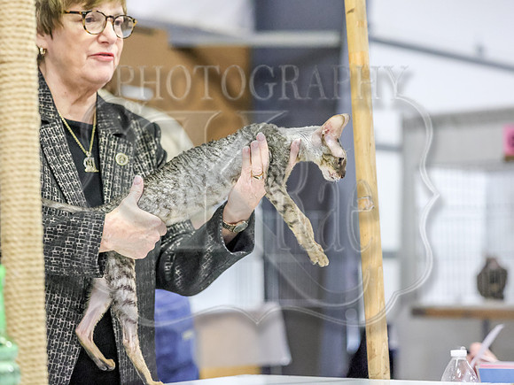 CatShowSun-0009