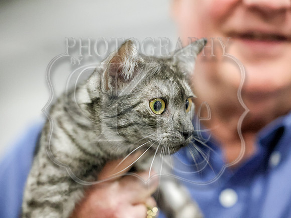 CatShowSun-0086