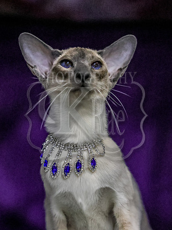 CatShowSun-0168