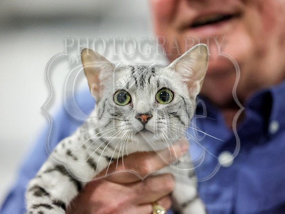 CatShowSun-0108