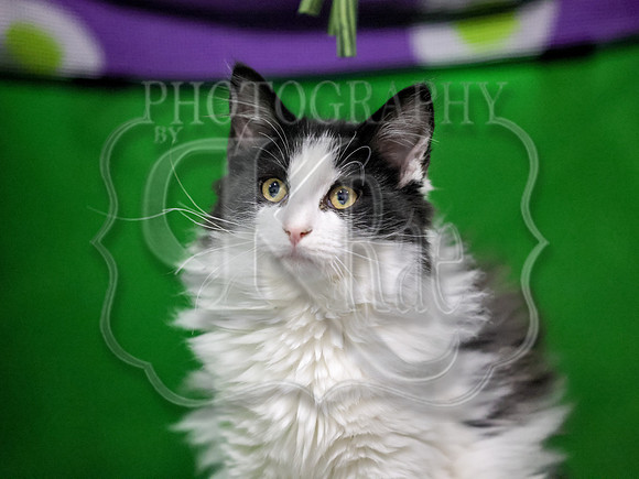 CatShowSun-0116