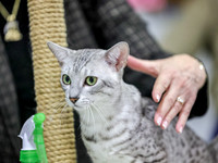 CatShowSun-0039