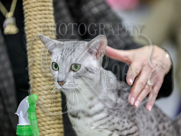 CatShowSun-0039
