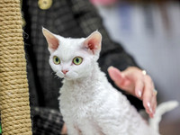 CatShowSun-0027