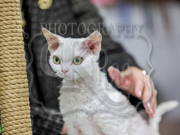 CatShowSun-0027
