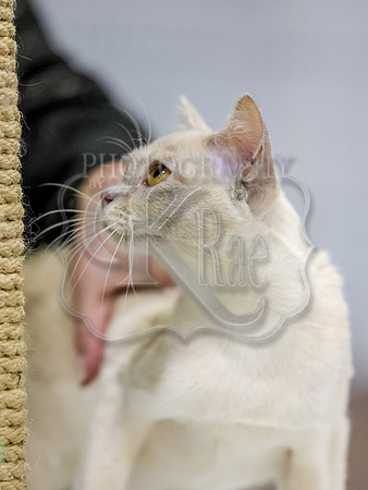 CatShowSun-0080