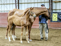 Filly6