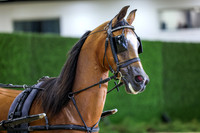 KRae-1596