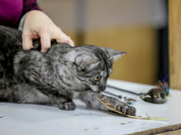 CatShowSat-0139