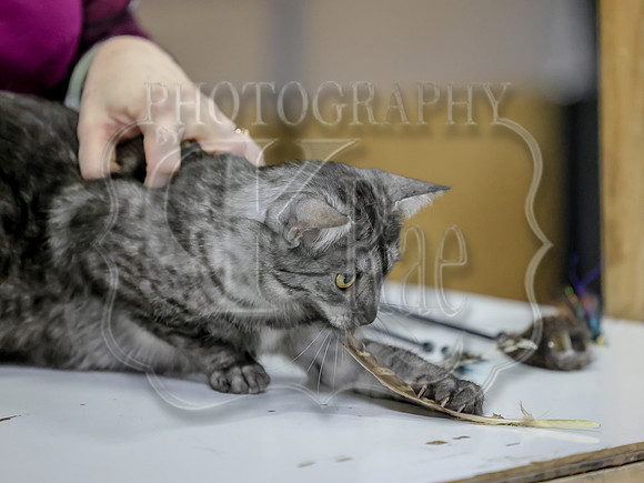 CatShowSat-0139