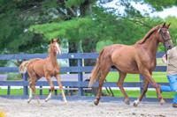 HI24-2599