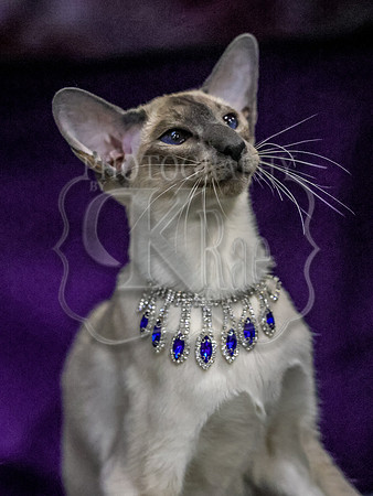 CatShowSun-0159
