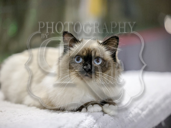 CatShowSun-0138