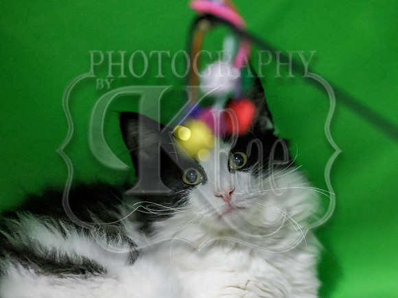 CatShowSun-0110