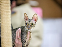 CatShowSun-0007