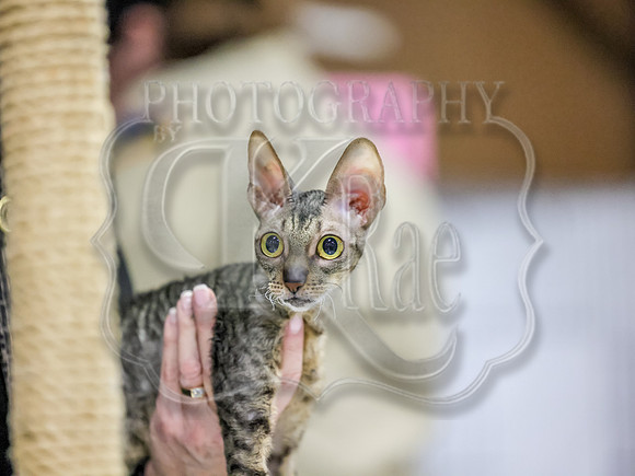 CatShowSun-0007
