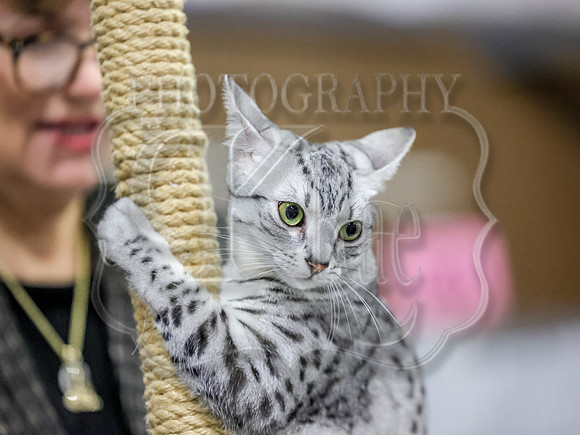 CatShowSun-0063