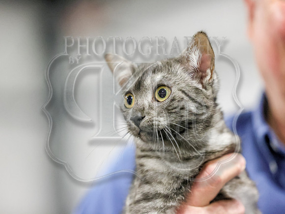 CatShowSun-0088