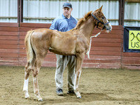 Filly5
