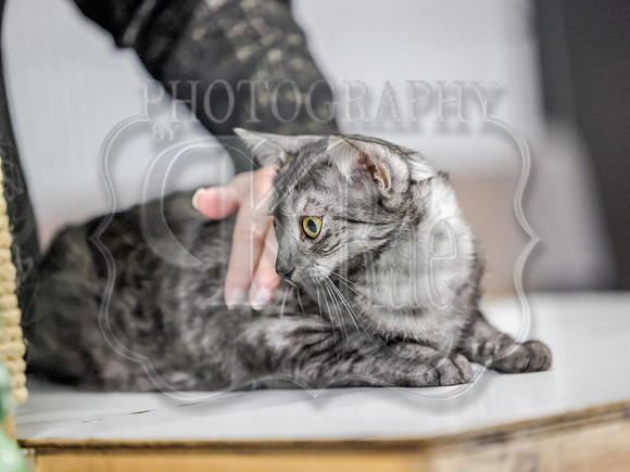 CatShowSun-0071