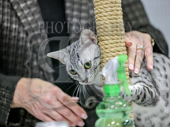 CatShowSun-0059