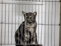 CatShowSun-0018